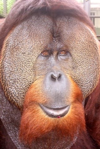 Sammy the Orangutan