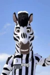 Jay The Zebra