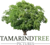 Tamarind Tree Pictures