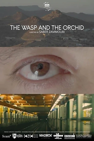 The Wasp and the Orchid