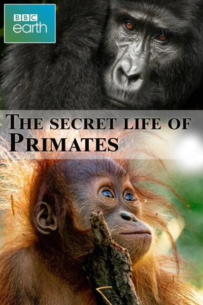 The secret life of Primates