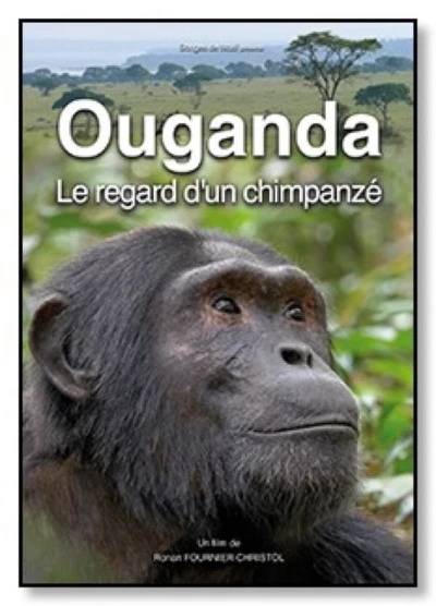 Ouganda, le regard d'un chimpanzé