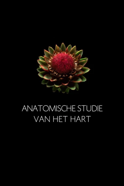 Anatomische Studie van het Hart