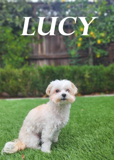 Lucy