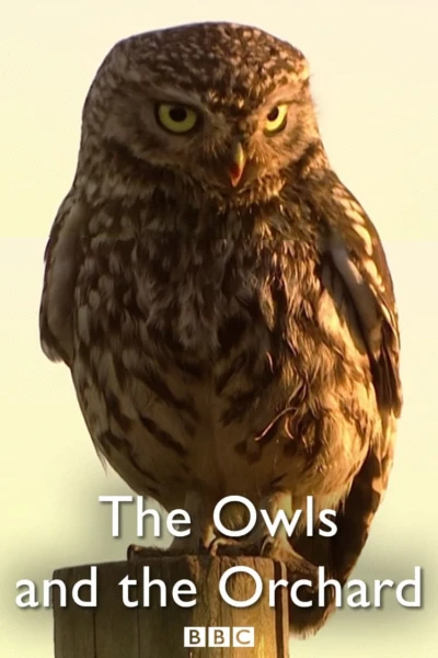 The Owls and the Orchard