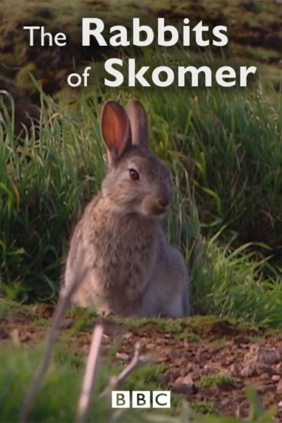 The Rabbits of Skomer