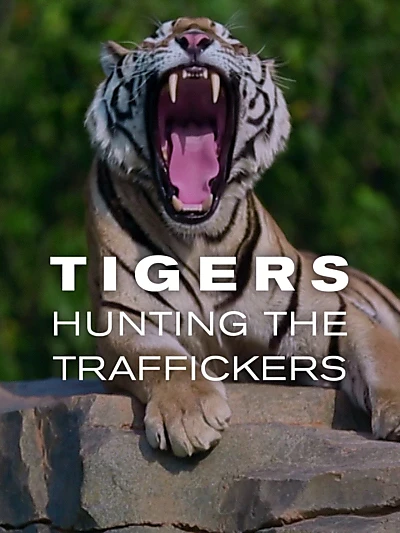 Tigers: Hunting the Traffickers