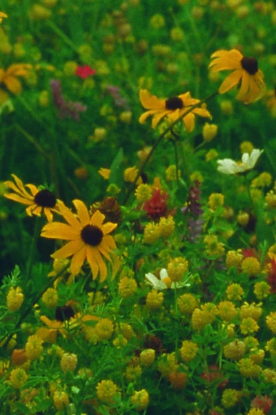 Mountain Wildflowers