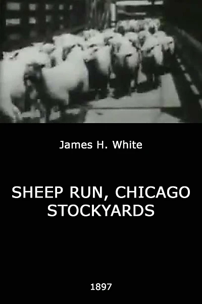 Sheep Run, Chicago Stockyards