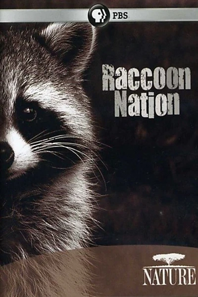 Raccoon Nation