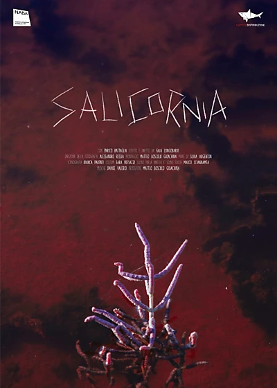 Salicornia