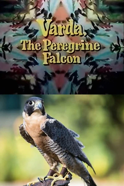 Varda, the Peregrine Falcon