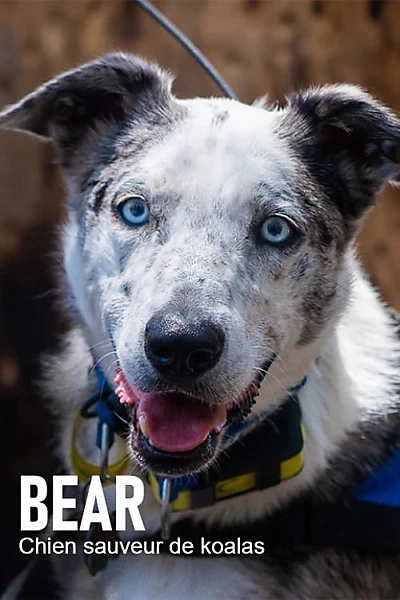 Bear, chien sauveur de koalas