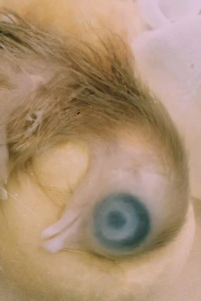 Development of the Bird Embryo