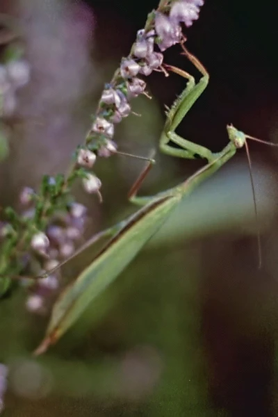 Praying Mantis