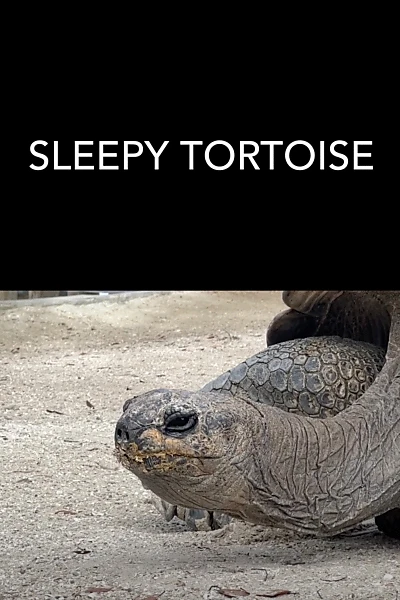 Sleepy Tortoise