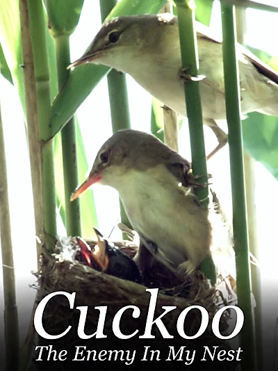 Cuckoo: The Enemy In My Nest