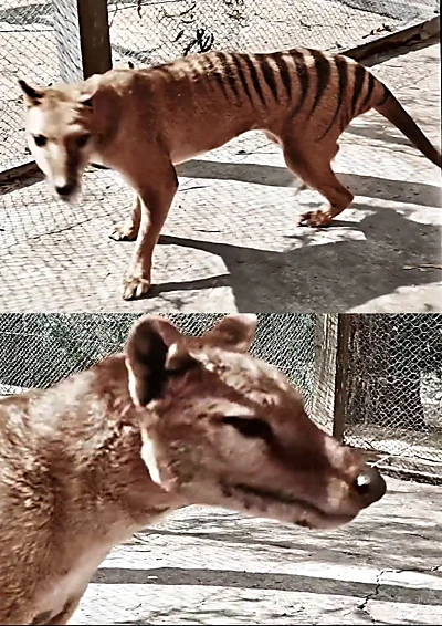 Tasmanian Tiger in Colour