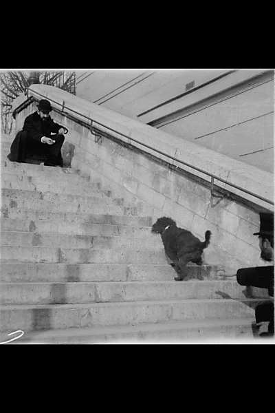 Chien, Caniche Noir Descendant et Montant Un Escalier