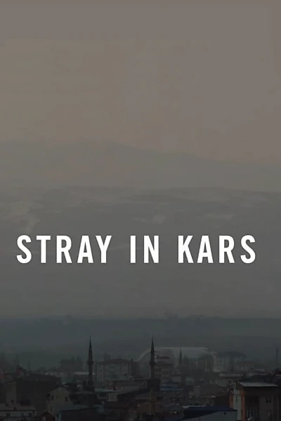 Stray in Kars