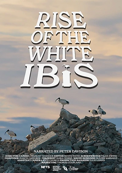 Rise of the White Ibis