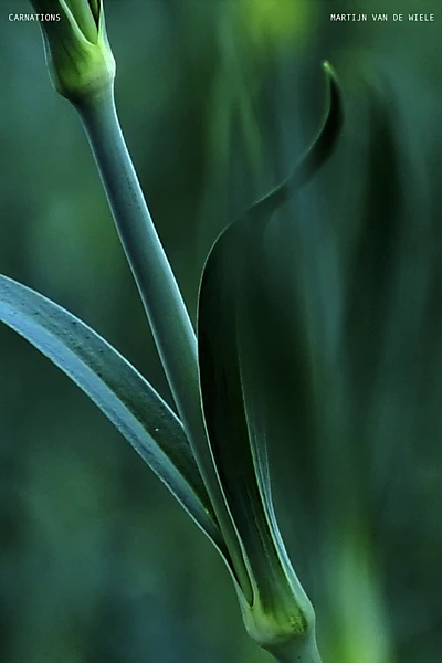 Carnations