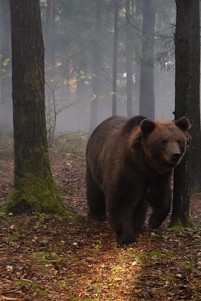 My Father is a Bear