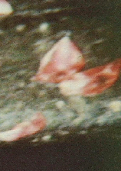 Shishōsetsu 1
