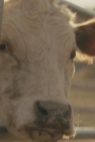 Holy Cow!