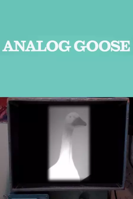 Analog Goose