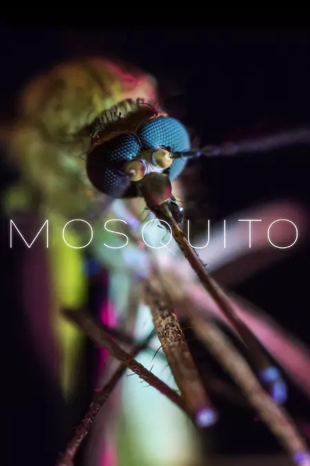 Mosquito