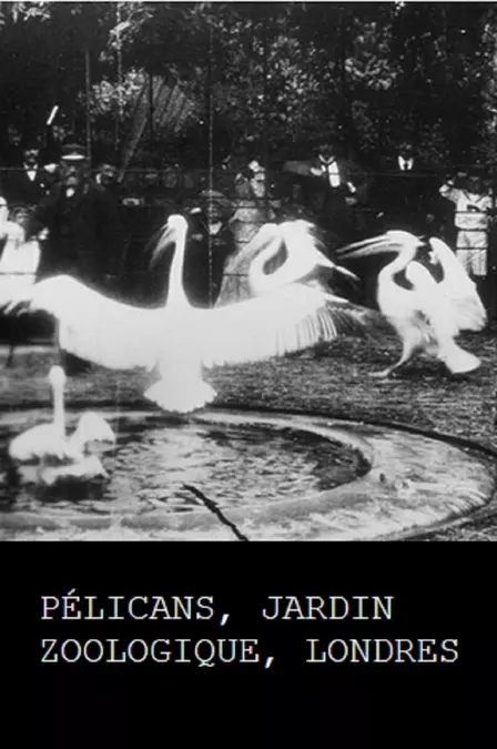 Pelicans, London Zoological Garden