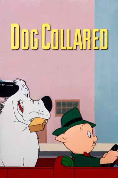Dog Collared