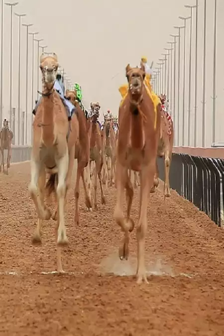 The Camel Race