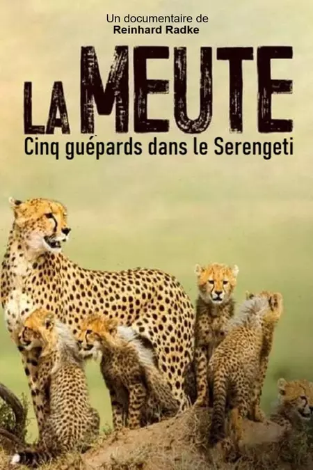 Die fünf Geparde - Gemeinsam durch die Serengeti