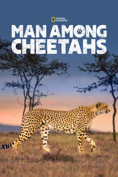 Man Among Cheetahs