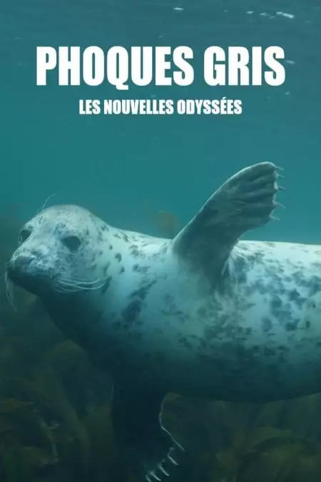 Grey Seals: A Journey of Survival