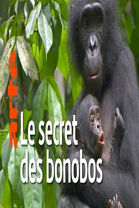 La vie cachée des bonobos