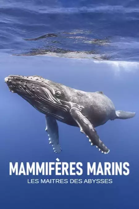 Mammifères marins - les maîtres des abysses