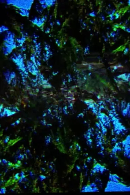 A Film Containing Trees