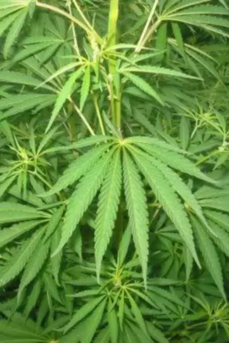Le cannabis - Une plante entre le bien et le mal