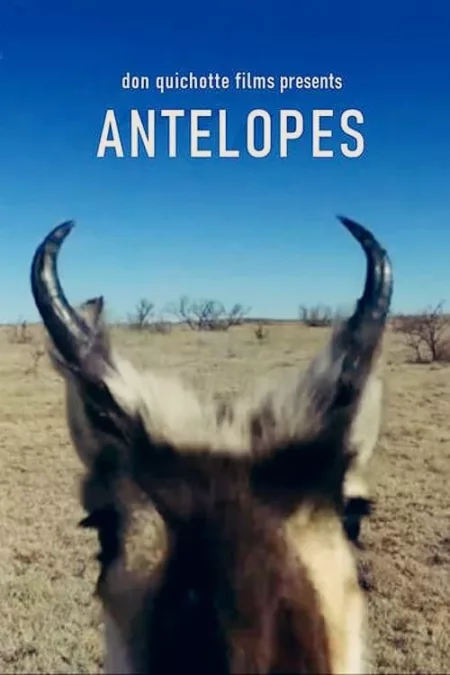 Antelopes