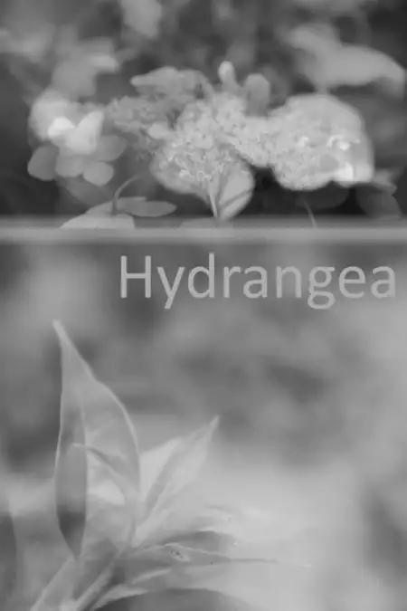 Hydrangea