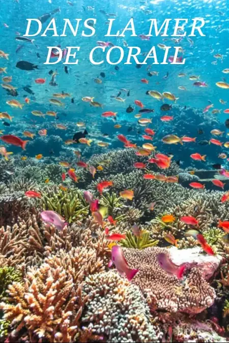 Dans la Mer de Corail