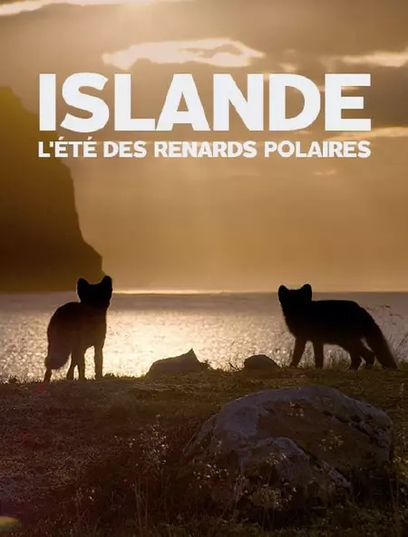 Islande, l’été Des Renards Polaires