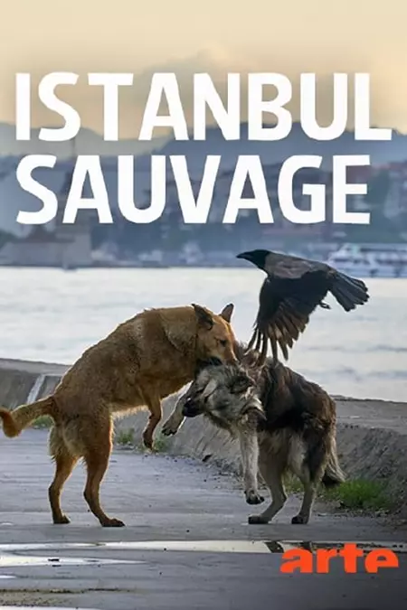 Istanbul sauvage