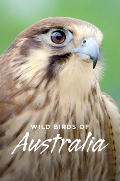 Wild Birds of Australia