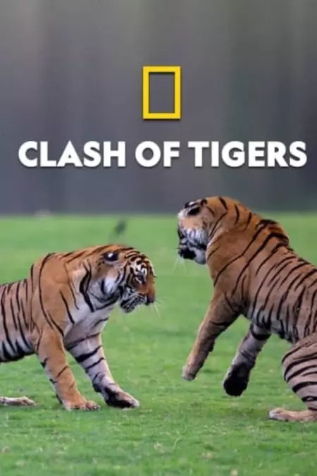 Clash of Tigers