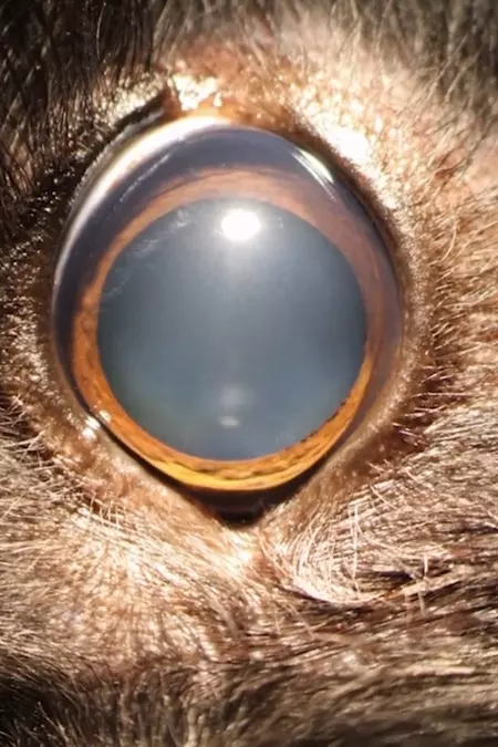 Ellie's Eye