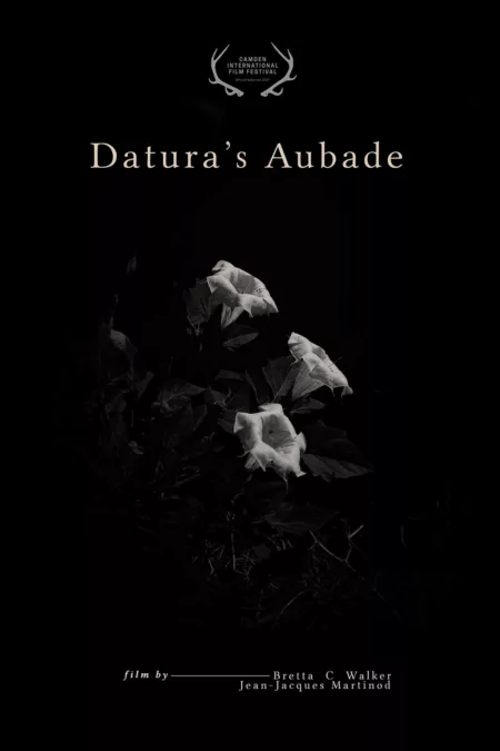 Datura's Aubade
